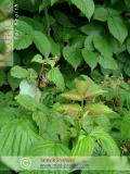 Малина – Rubus idaeus L.