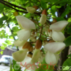 Ակացիա սպիտակ &ndash; Акация белая - Acacia alba L., Robinia pseudoacacia L.