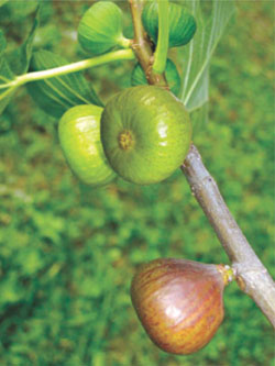 Թզենի &ndash; ficus l. Ficus L. - Ֆիկուս, բանիան, թուզ, գինու հատապտուղ 