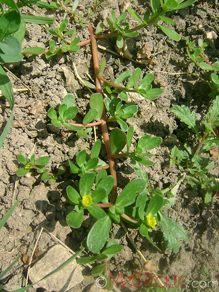 Портулак огородный - Portulaca oleracea