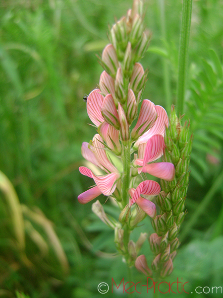 Эспарцет песчаный (Эспарцет посевной) - Onobrychis arenaria (Kit) L.