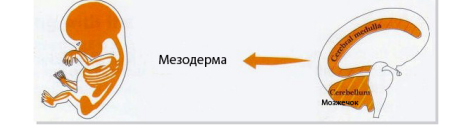 Доктор Хамер: То, что мы называем болезнями &ndash; это не бессмысленные мытарства