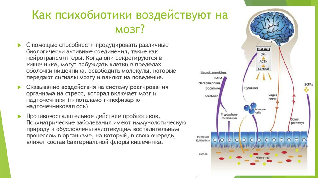 Кишечник &ndash; Второй мозг человека. Интервью физиолога Марко Радо 