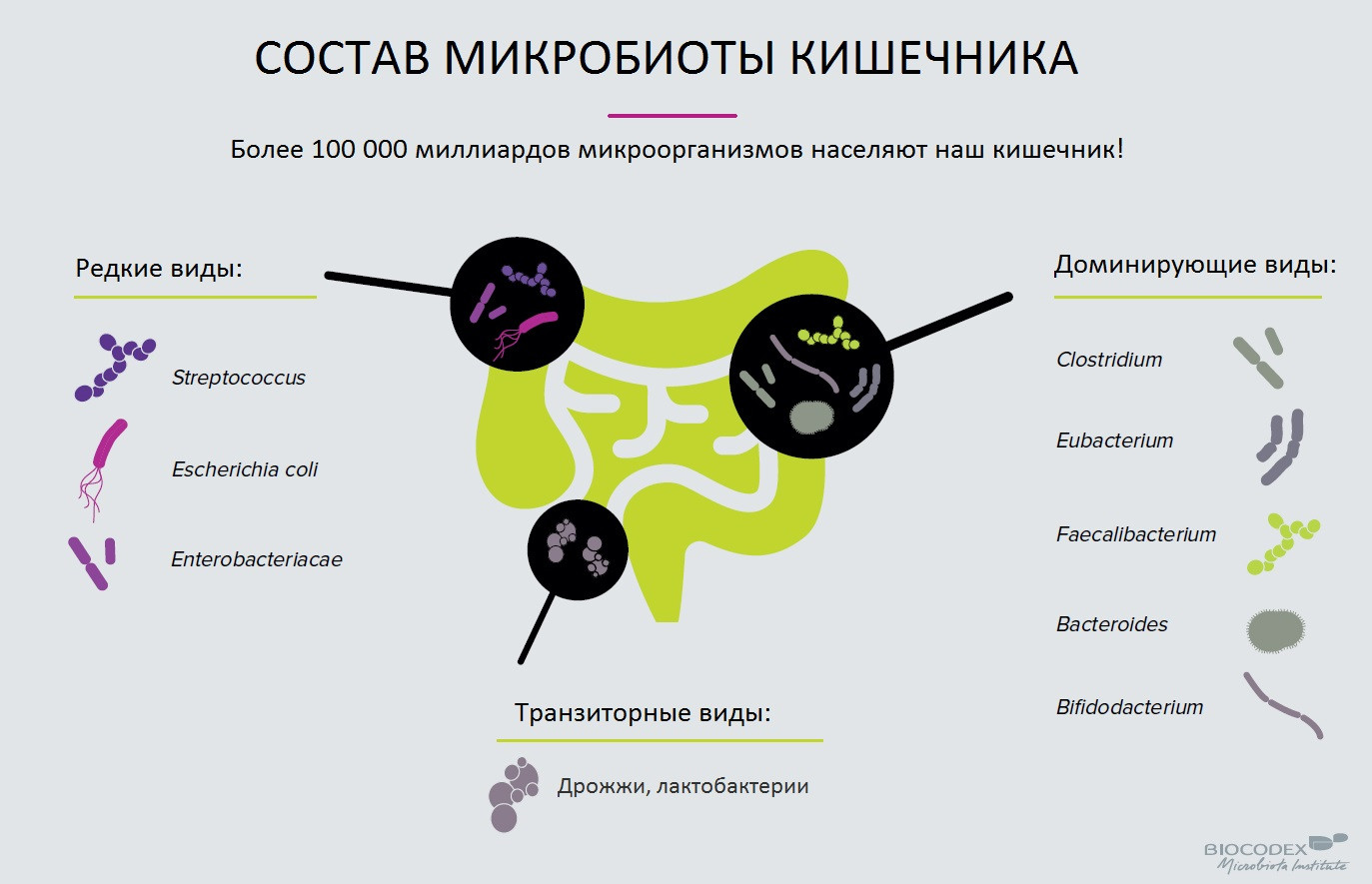 Кишечник &ndash; Второй мозг человека. Интервью физиолога Марко Радо 